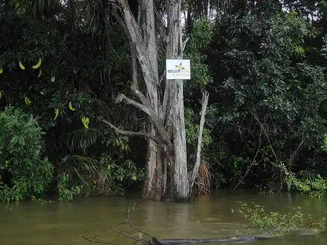 pressao aos indigenas e impactos apos Belo Monte Placa de sinalização do território da Belo Sun na floresta amazônica