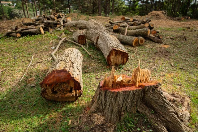 1775807238 334 Area de Mata Atlantica na Grande SP ameacada por loteamentos.j 1775807238 334 Area de Mata Atlantica na Grande SP ameacada por loteamentos.j