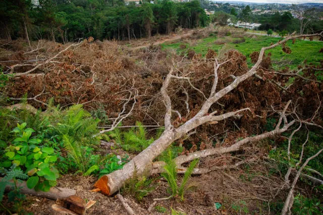 1775807238 365 Area de Mata Atlantica na Grande SP ameacada por loteamentos.jp 1775807238 365 Area de Mata Atlantica na Grande SP ameacada por loteamentos.jp