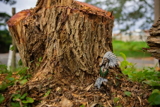 1775807238 704 Area de Mata Atlantica na Grande SP ameacada por loteamentos.j 1775807238 704 Area de Mata Atlantica na Grande SP ameacada por loteamentos.j