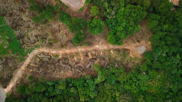 1775807238 775 Area de Mata Atlantica na Grande SP ameacada por loteamentos.j 1775807238 775 Area de Mata Atlantica na Grande SP ameacada por loteamentos.j