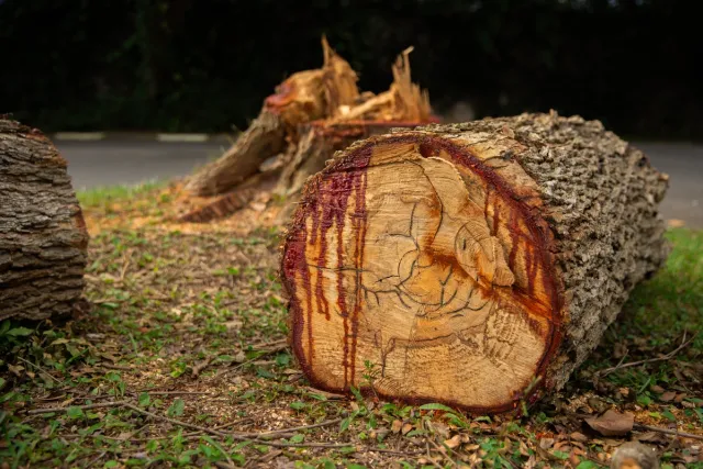 1775807238 984 Area de Mata Atlantica na Grande SP ameacada por loteamentos.jp 1775807238 984 Area de Mata Atlantica na Grande SP ameacada por loteamentos.jp