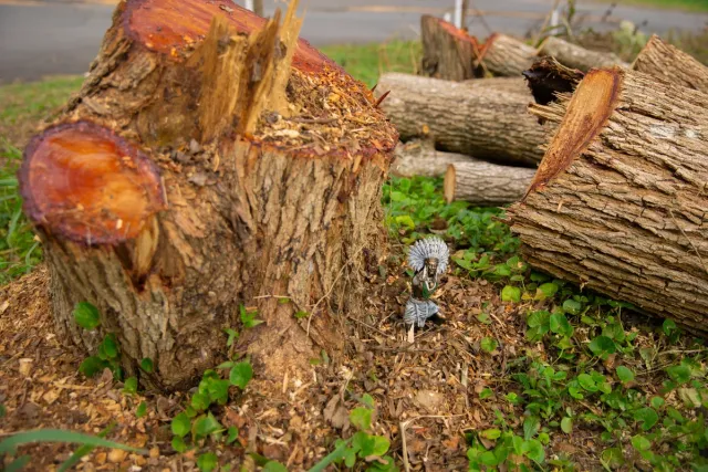 Area de Mata Atlantica na Grande SP ameacada por loteamentos.j Area de Mata Atlantica na Grande SP ameacada por loteamentos.j