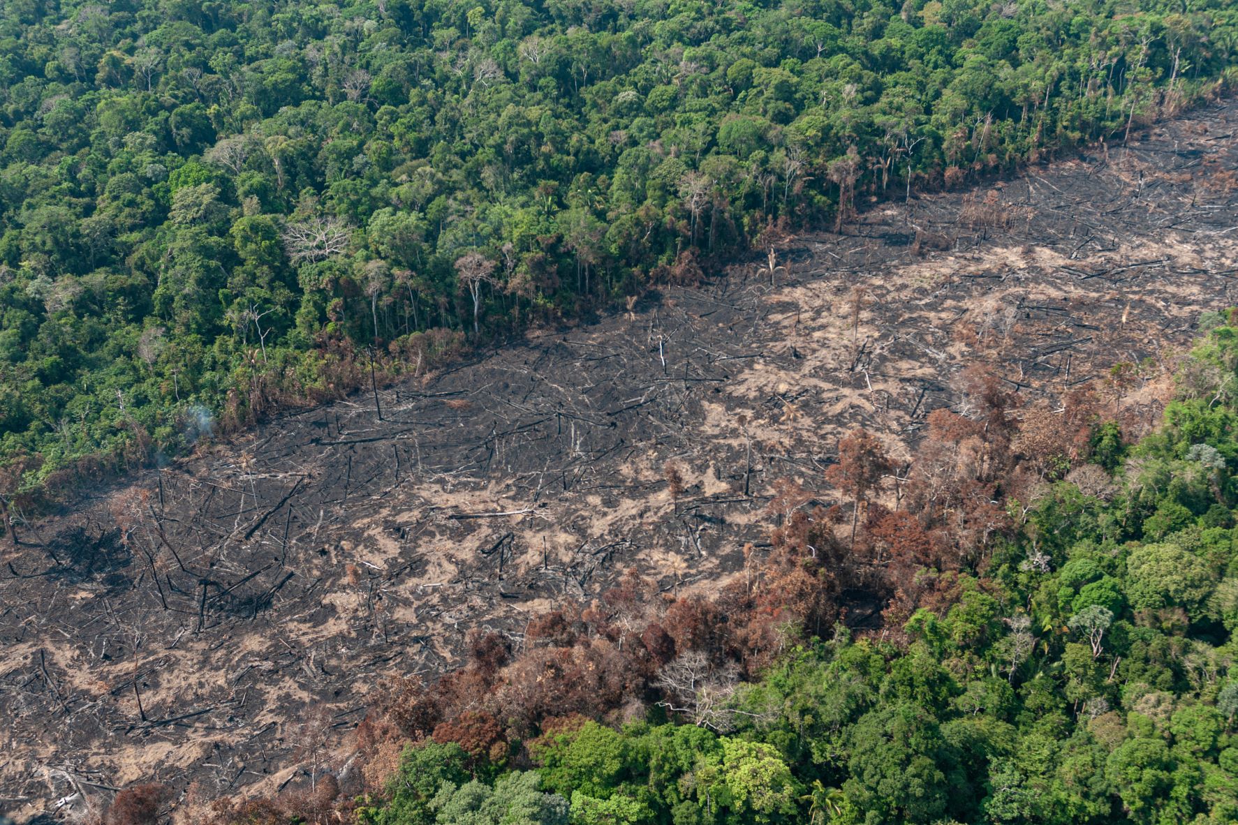 Dia do Agro setor passa boiada e dificulta fiscalizacao ambiental Dia do Agro setor passa boiada e dificulta fiscalizacao ambiental