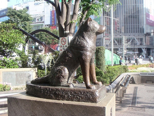 hachiko200505 41 link hachiko200505 41 link