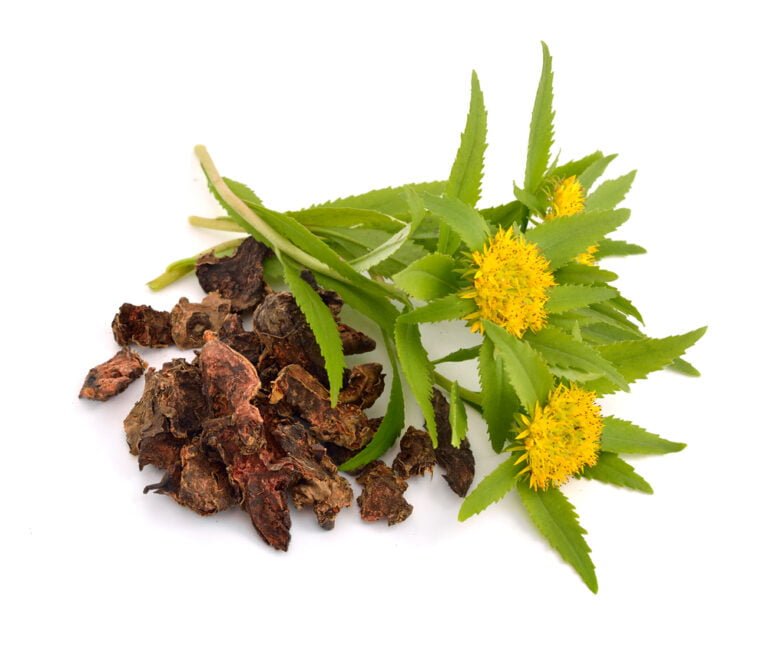 Rhodiola Rosea Rhodiola Rosea