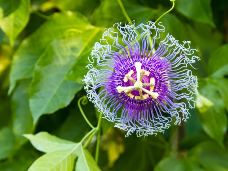 passiflora