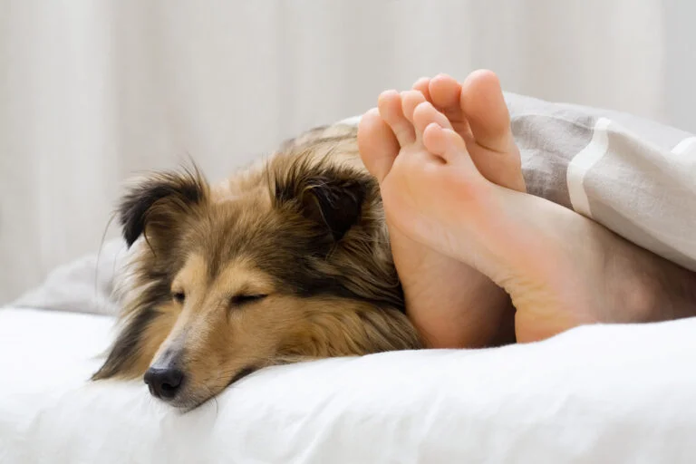 cachorro na cama