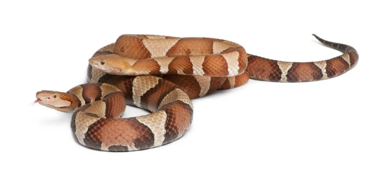 sonhar com cobra significado de sonhar com cobra