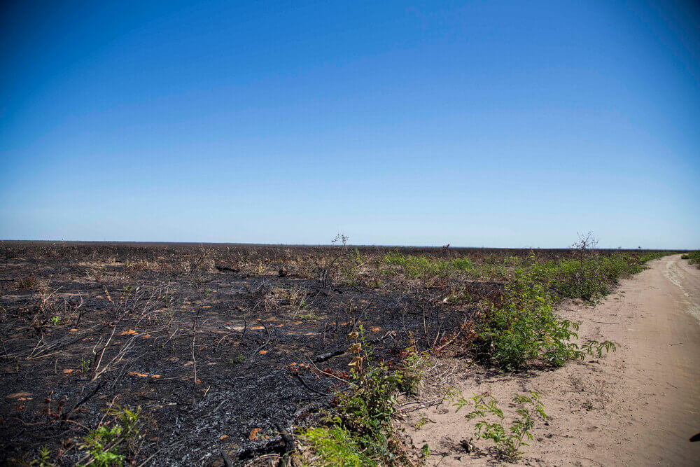 1684430171 244 ‘Facil e ‘legal desmatamento no Cerrado bate recorde e avanca