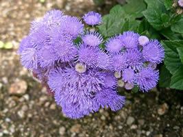 ageratum houstonianum ageratum houstonianum
