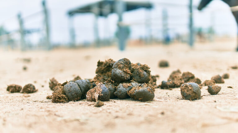 bosta animal bosta animal