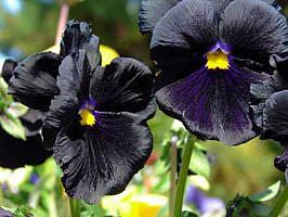 Amor perfeito – Viola x wittrockiana Curiosidade sobre a Planta Amor perfeito – Viola x wittrockiana Curiosidade sobre a Planta