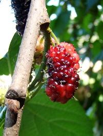 Amoreira negra – Morus nigra Curiosidade sobre a Planta