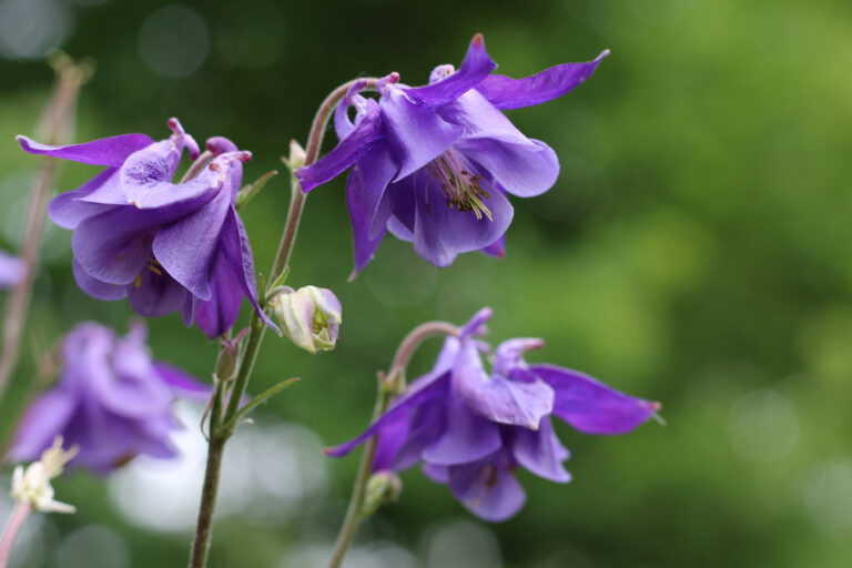 Aquilegia vulgaris