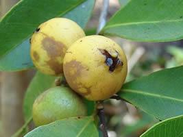 Araca – Psidium cattleyanum Curiosidade sobre a Planta