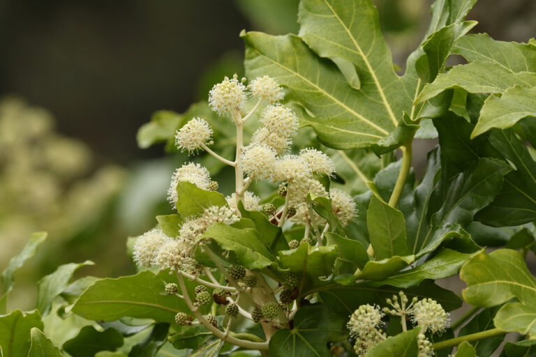 Aralia japonesa fatsia japonica
