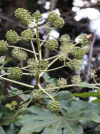 Aralia japonesa – Fatsia japonica Curiosidade sobre a Planta