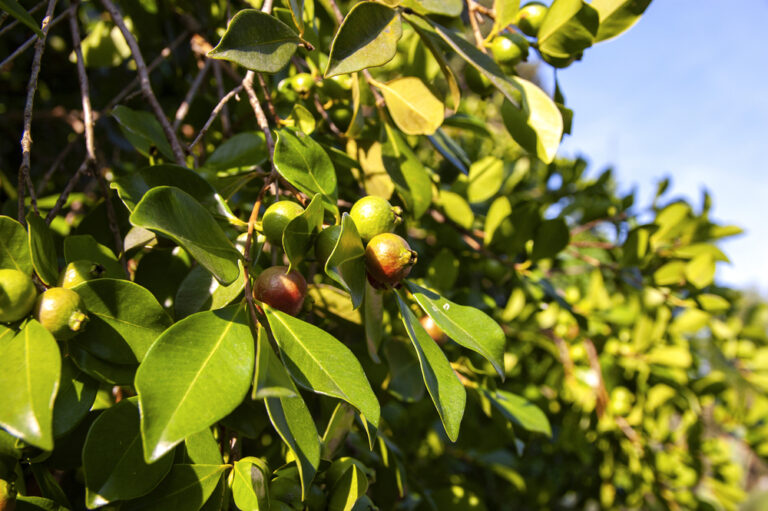 Psidium Cattleyanum