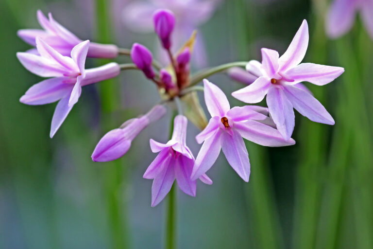 Tulbaghia violacea