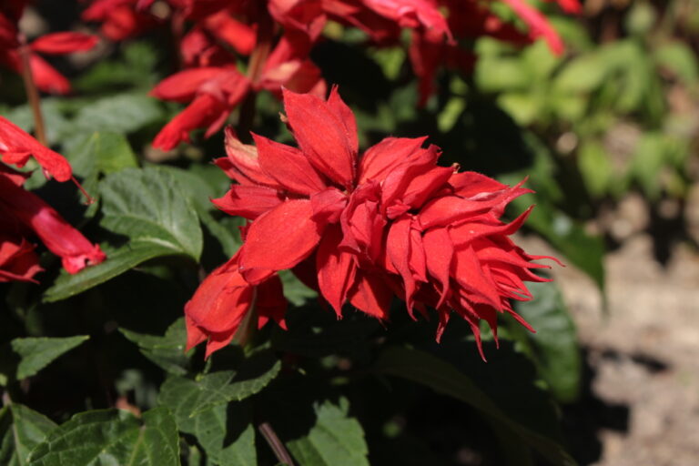 alegria dos jardins Salvia splendens alegria dos jardins Salvia splendens