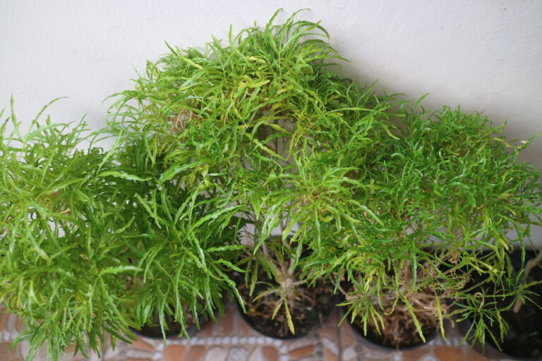 arvore da felicidade Polyscias fruticosa