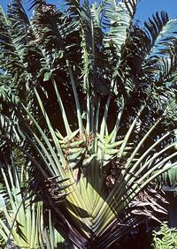 Arvore do viajante – Ravenala madagascariensis Curiosidade sobre a Planta