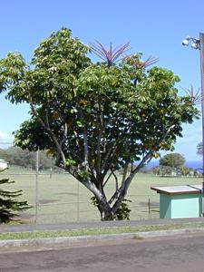 Arvore guarda chuva – Schefflera actinophylla Curiosidade sobre a Planta
