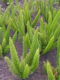 Aspargo pluma – Asparagus densiflorus Curiosidade sobre a Planta Aspargo pluma – Asparagus densiflorus Curiosidade sobre a Planta