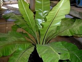 Asplenio – Asplenium nidus Curiosidade sobre a Planta