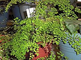 Avenca – Adiantum spp Curiosidade sobre a Planta