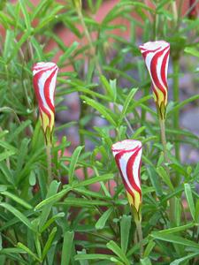 Azedinha listrada – Oxalis versicolor Curiosidade sobre a Planta