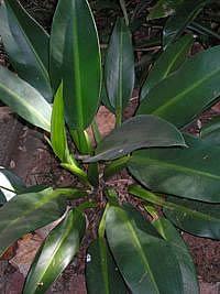 Babosa de pau – Philodendron martianum Curiosidade sobre a Planta
