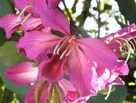 Bauinia de hong kong – Bauhinia blakeana Curiosidade sobre a Planta Bauinia de hong kong – Bauhinia blakeana Curiosidade sobre a Planta