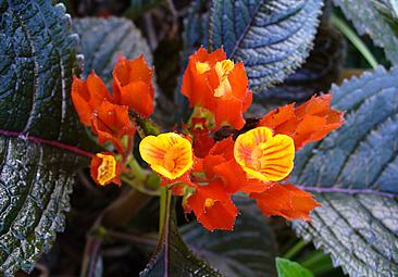 Begonia negra – Chrysothemis pulchella Curiosidade sobre a Planta