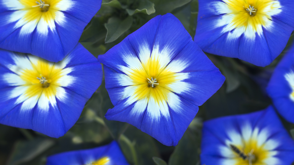 Bela Manha – Convolvulus tricolor Bela Manha – Convolvulus tricolor