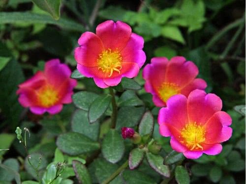 Beldroega – Portulaca oleracea Curiosidade sobre a Planta Beldroega – Portulaca oleracea Curiosidade sobre a Planta