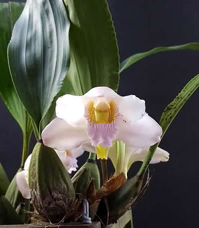 Bifrenaria harrisoniae: Curiosidade sobre a Planta 1 Bifrenaria harrisoniae Curiosidade sobre a Planta