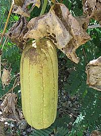 Bucha – Luffa cylindrica Curiosidade sobre a Planta Bucha – Luffa cylindrica Curiosidade sobre a Planta