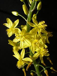 Bulbine – Bulbine frutescens Curiosidade sobre a Planta Bulbine – Bulbine frutescens Curiosidade sobre a Planta