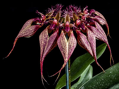Bulbophyllum rothschildianum Curiosidade sobre a Planta Bulbophyllum rothschildianum Curiosidade sobre a Planta