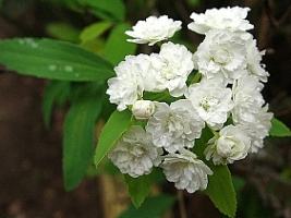 Buque de noiva – Spirea cantoniensis Curiosidade sobre a Planta Buque de noiva – Spirea cantoniensis Curiosidade sobre a Planta