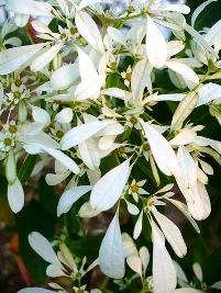 Cabeleira de velho – Euphorbia leucocephala Curiosidade sobre a Planta Cabeleira de velho – Euphorbia leucocephala Curiosidade sobre a Planta