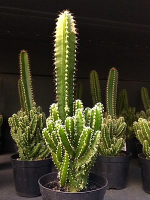 Cacto triangular – Acanthocereus tetragonus Curiosidade sobre a Planta Cacto triangular – Acanthocereus tetragonus Curiosidade sobre a Planta