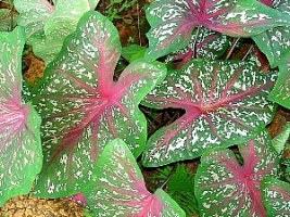 Caladio – Caladium bicolor Curiosidade sobre a Planta Caladio – Caladium bicolor Curiosidade sobre a Planta