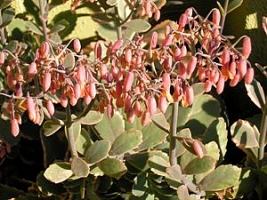 Calanchoe fantasma – Kalanchoe fedtschenkoi Curiosidade sobre a Planta Calanchoe fantasma – Kalanchoe fedtschenkoi Curiosidade sobre a Planta