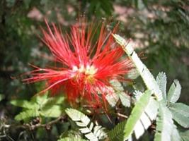 Caliandra – Calliandra tweedii Curiosidade sobre a Planta