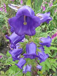 Campanula – Campanula medium Curiosidade sobre a Planta
