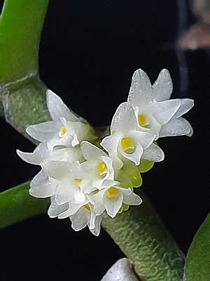 Campylocentrum aromaticum Curiosidade sobre a Planta