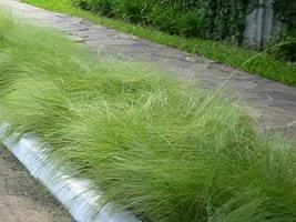 Capim chorao – Eragrostis curvula Curiosidade sobre a Planta